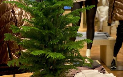 Live Christmas Trees for a National Retailer